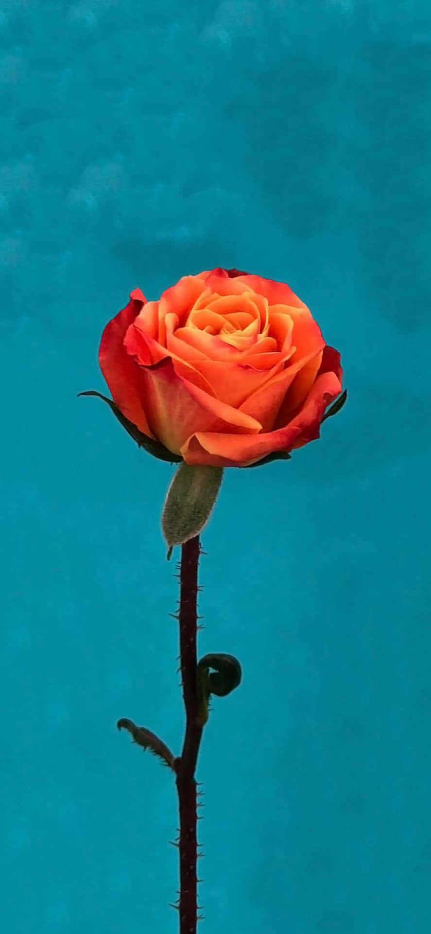 Orange And Teal Wallpaper
