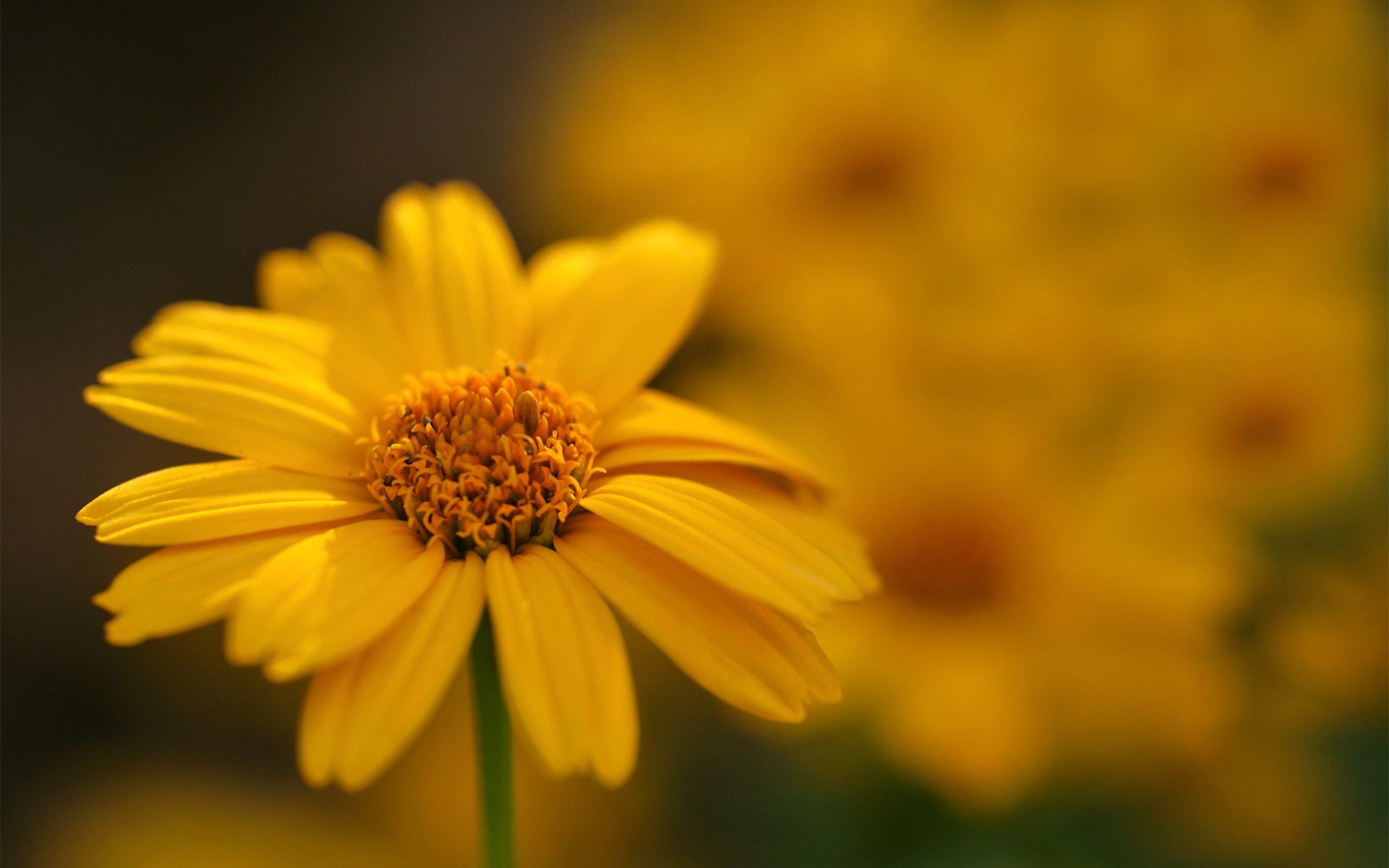 Name High Resolution Wallpaper Of Flower Picture Yellow Macro