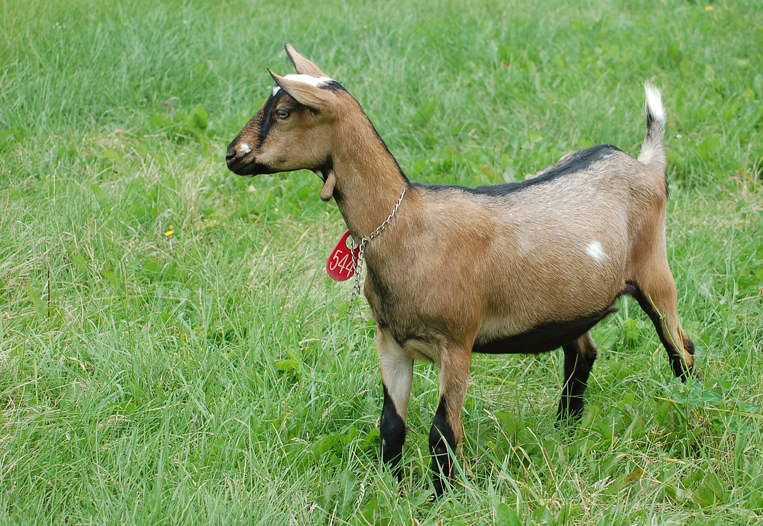 Alpha Coders Animal Goat