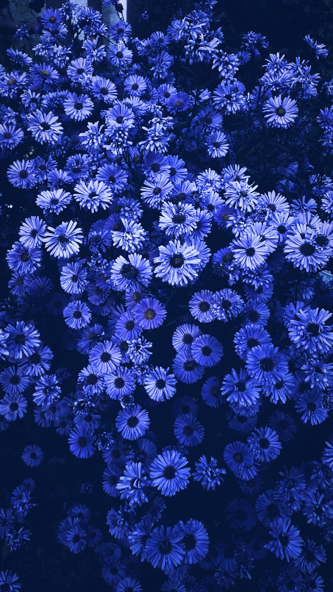 Purple Flower Wallpaper