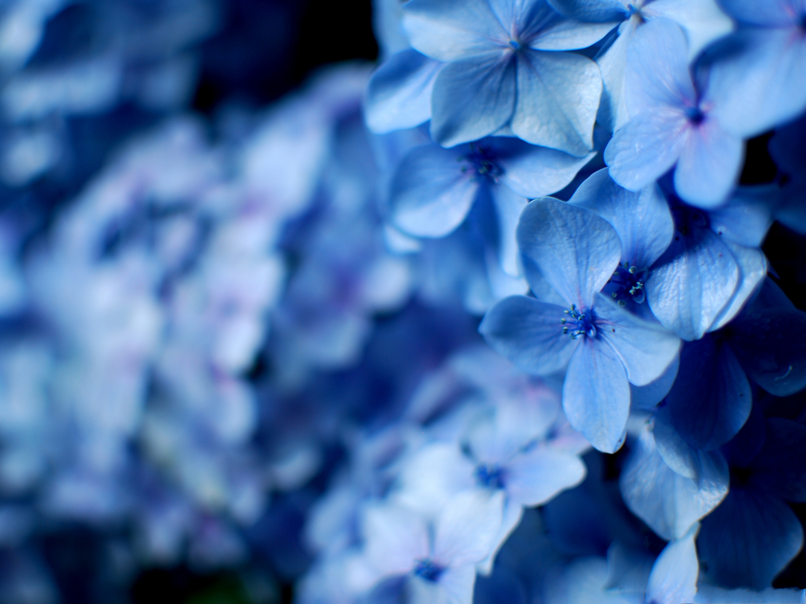 Blue Hydrangea Flowers Little In Bloom A Full Eye Of