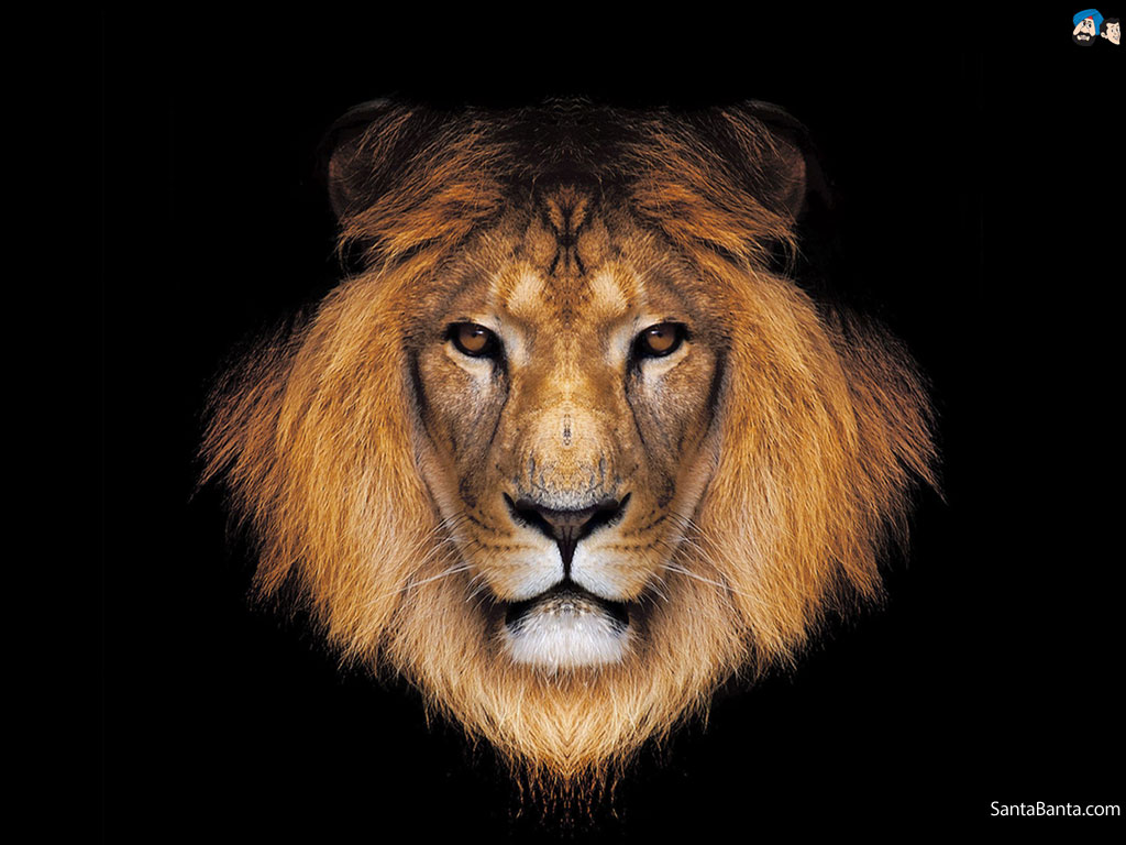 Lion Wallpaper Wide Hd