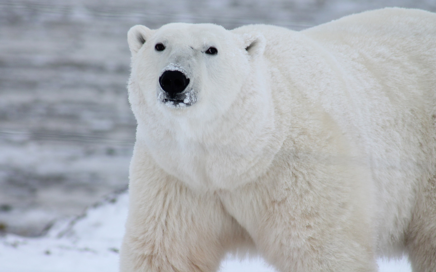 Wallpaper Polar Bear In His Environment