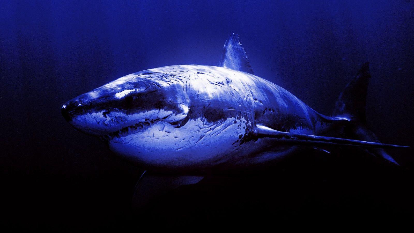 Great White Shark Wallpapers HD 1600x900
