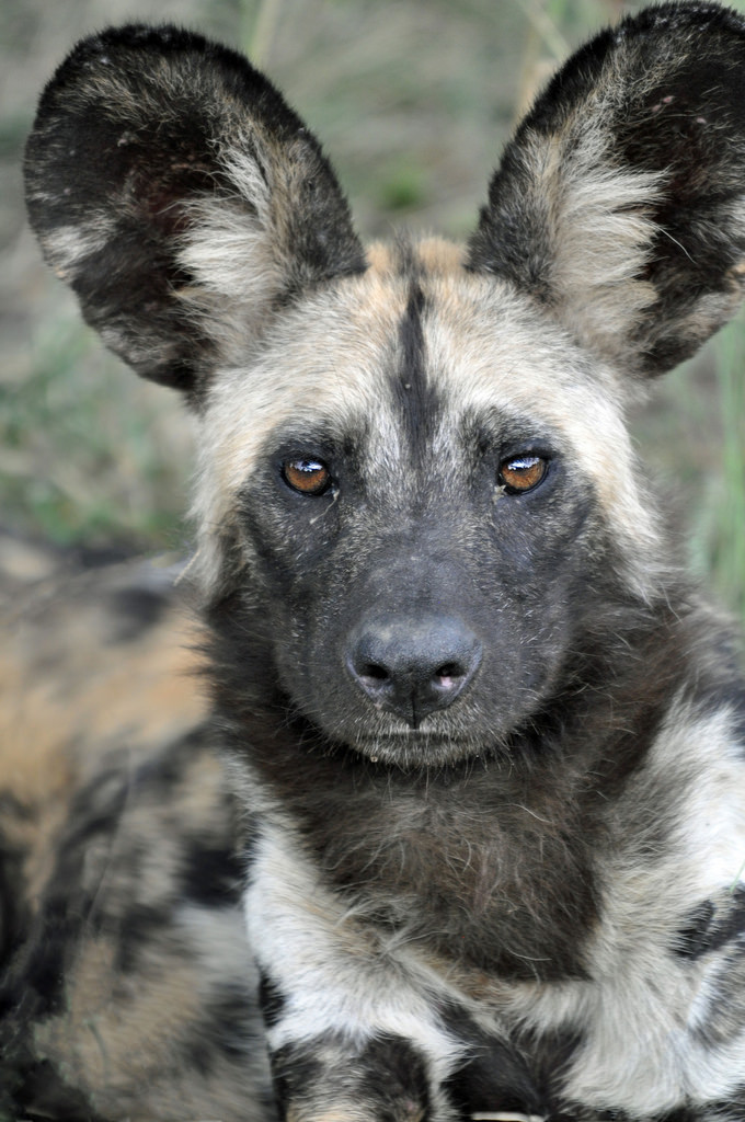 African Wild Dog The With His Mickey