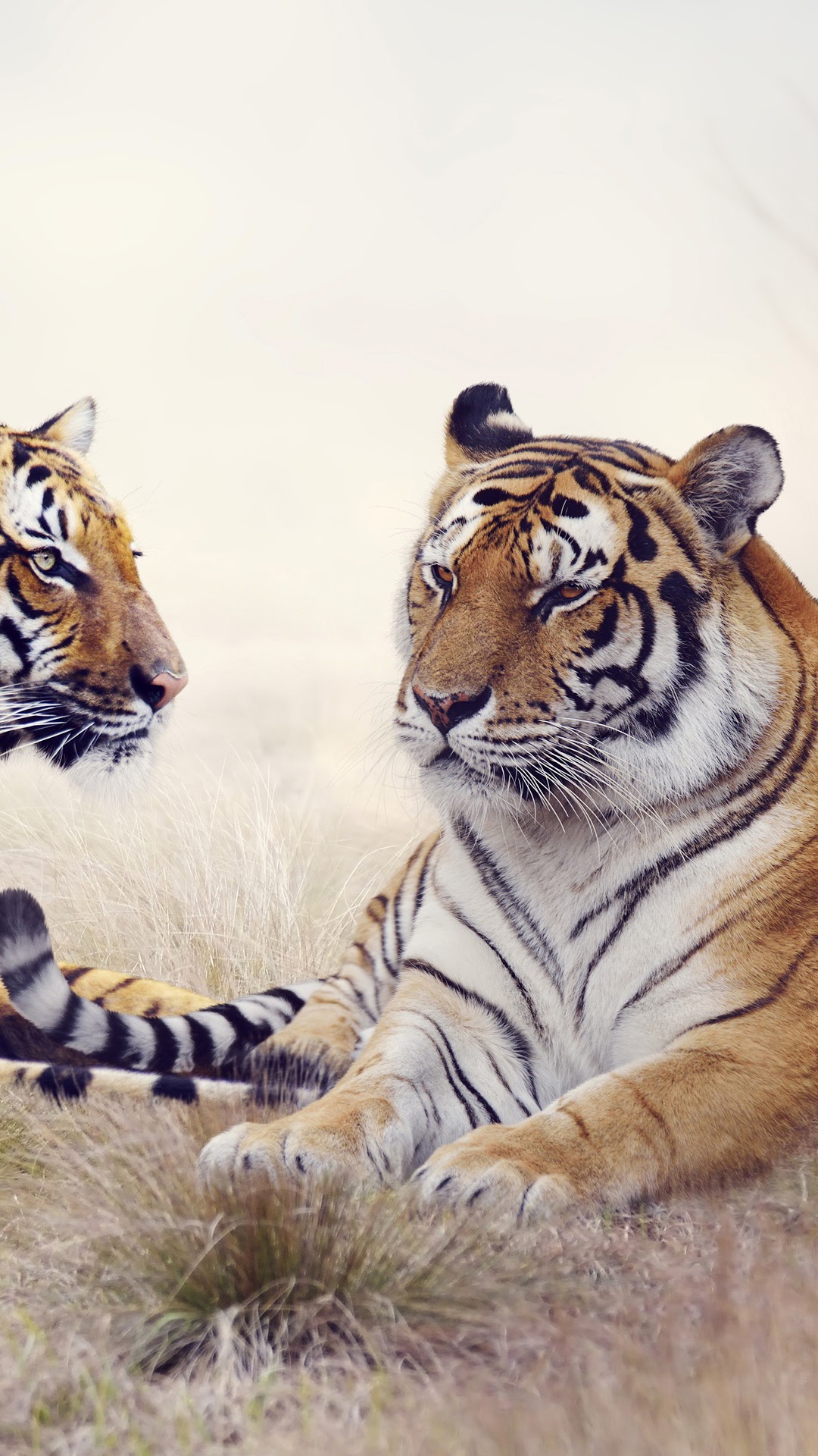 Tigers HD Wallpaper
