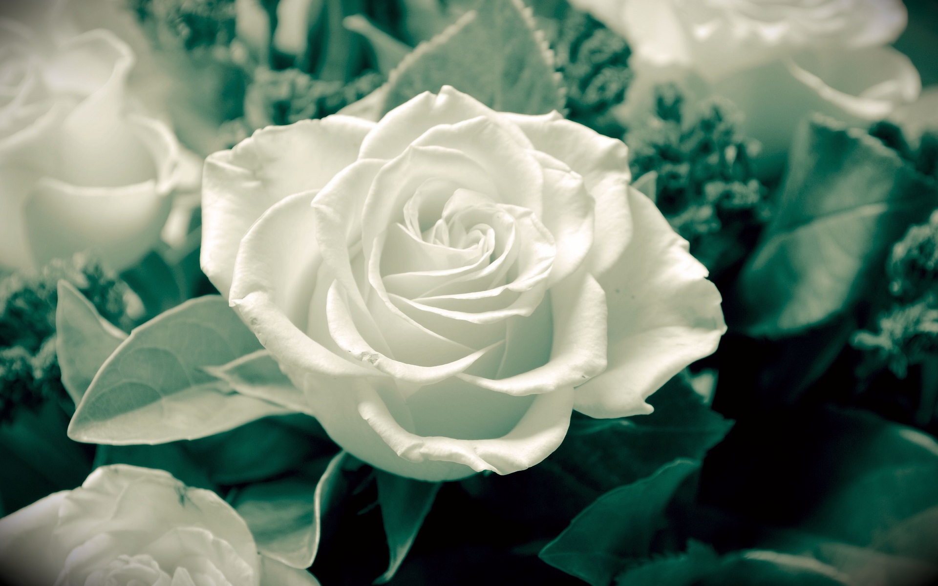 Pure White By Lonewolf6738 Wallpaper