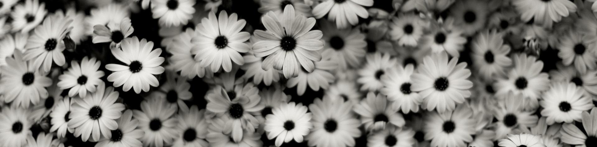 Black And White Flower Wallpaper Image Pictures Becuo