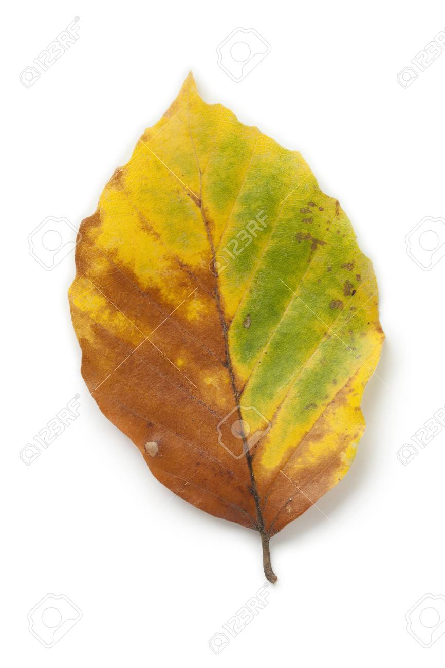 Single Mon Beech Leaf In Autumn On White Background Stock Photo