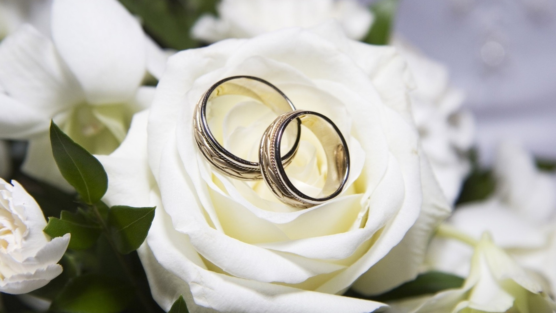Beautiful white roses and wedding rings wallpapers and images