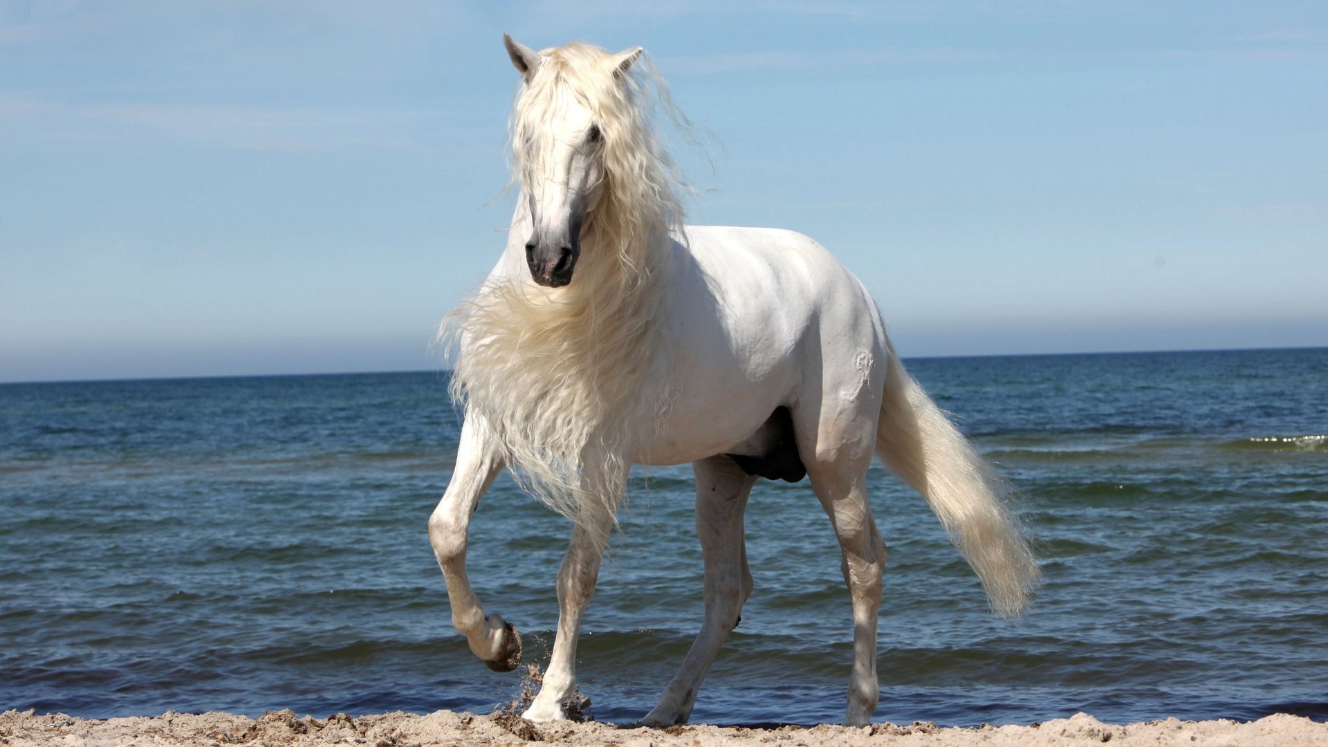 Most Beautiful Horse Pictures And Image