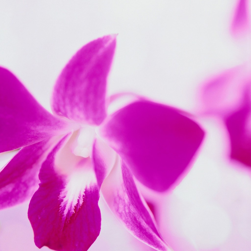 HD wallpaper Purple Flowers On White Background Flower Desktop by
