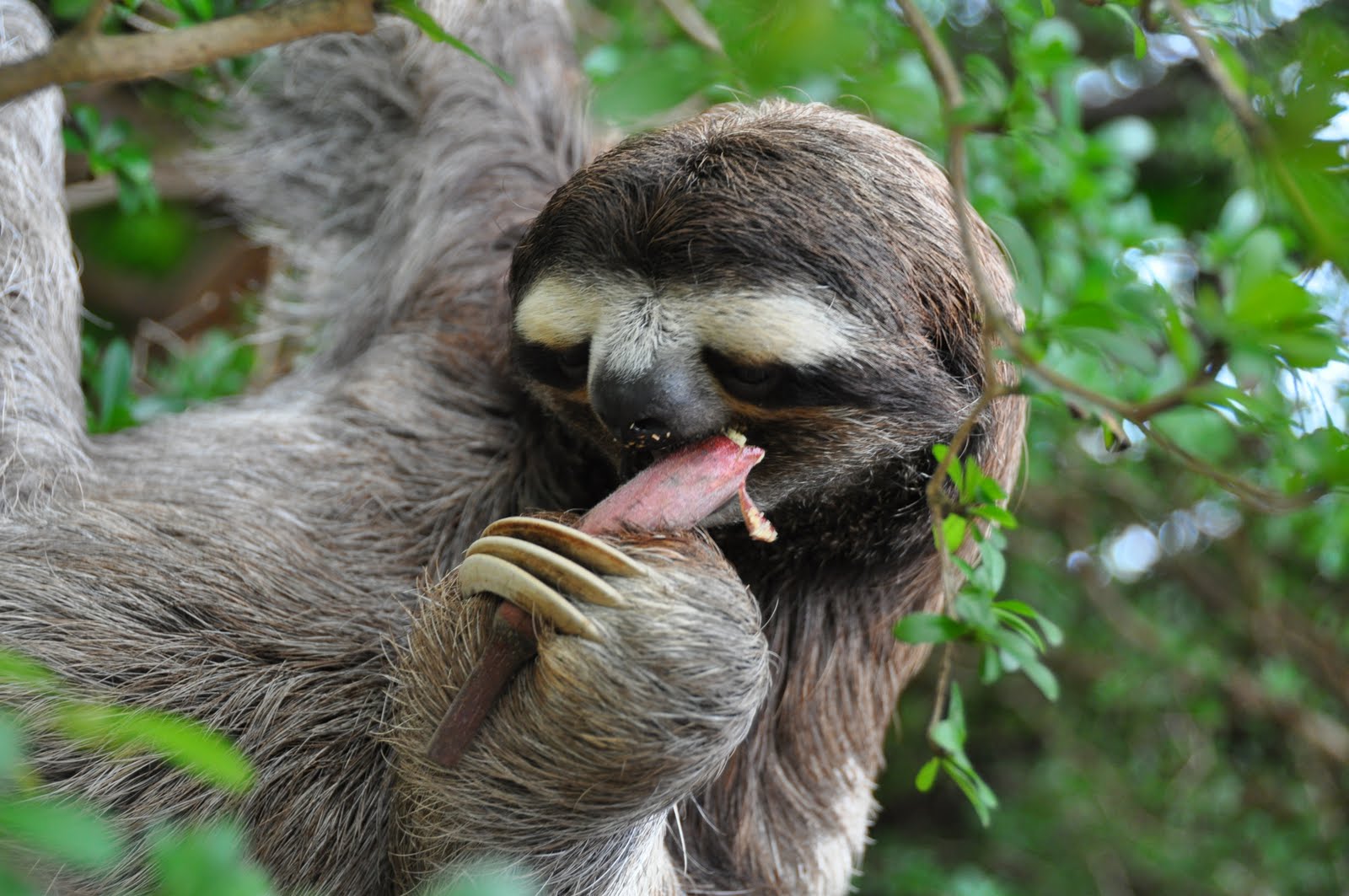  45 Funny Sloth  Wallpaper on WallpaperSafari