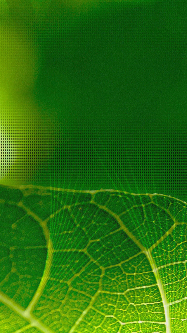 Free download Bright Green Leaf iPhone 6 6 Plus and iPhone 54 Wallpapers  [640x1136] for your Desktop, Mobile & Tablet | Explore 49+ Bright Green  Wallpaper | Bright Color Backgrounds, Bright Backgrounds, Bright Wallpaper