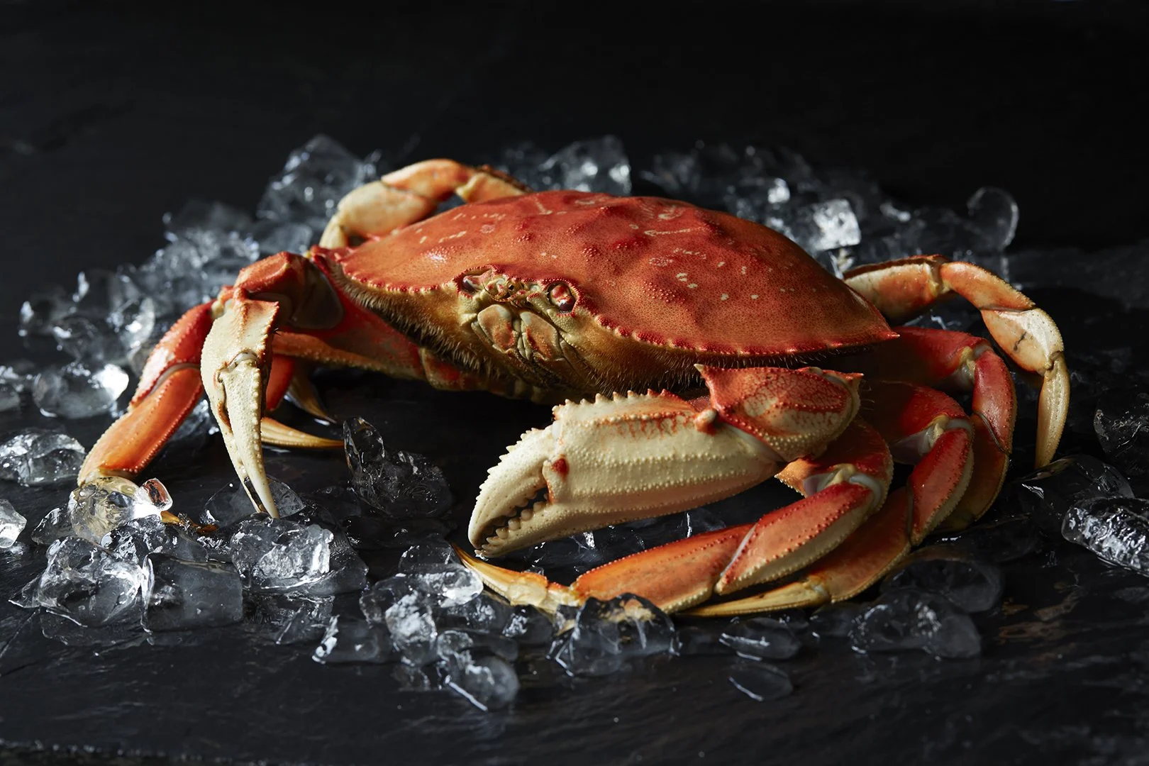 Dungeness Crab Nds Wallpaper