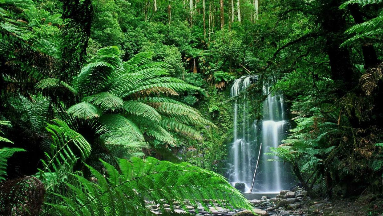 Nature Forests Australia Waterfalls Victoria Wallpaper