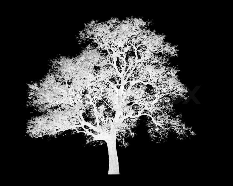 White Tree Silhouette Wallpaper - WallpaperSafari