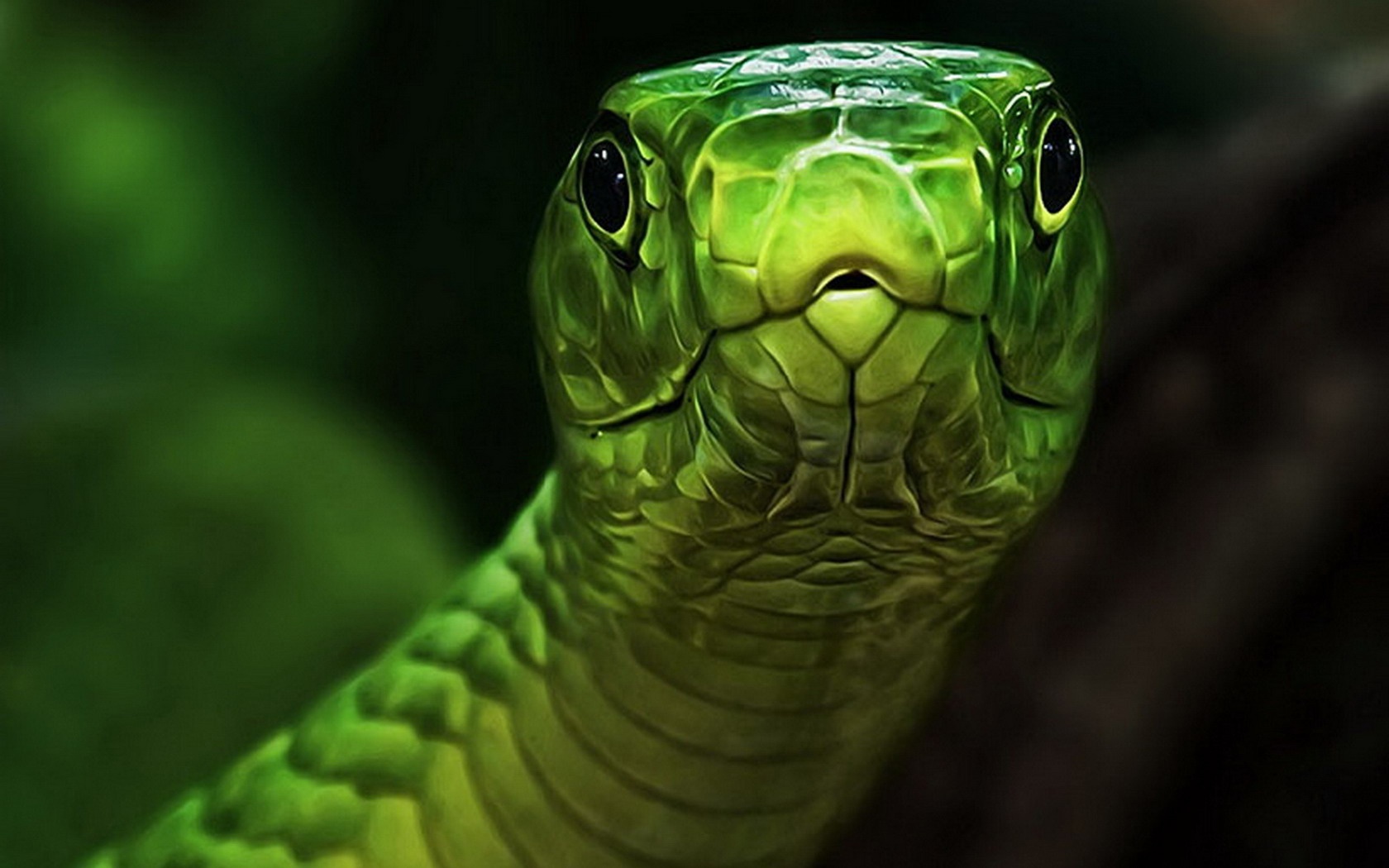 Green Snake Wallpaper HD