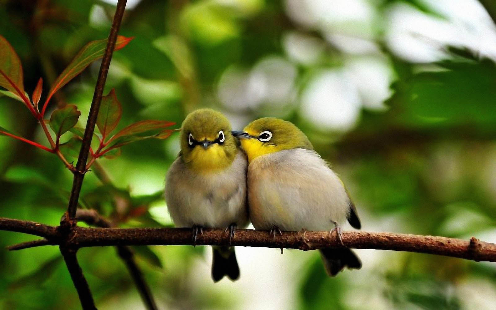Love Birds Desktop Wallpaper