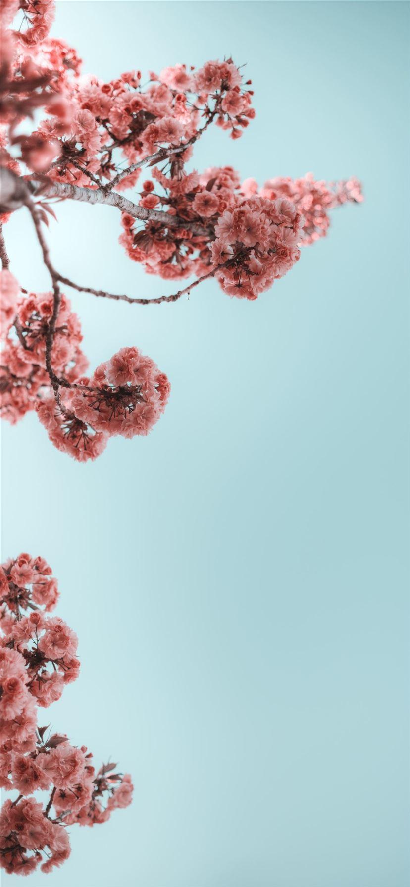 Best Cherry Blossom iPhone HD Wallpaper