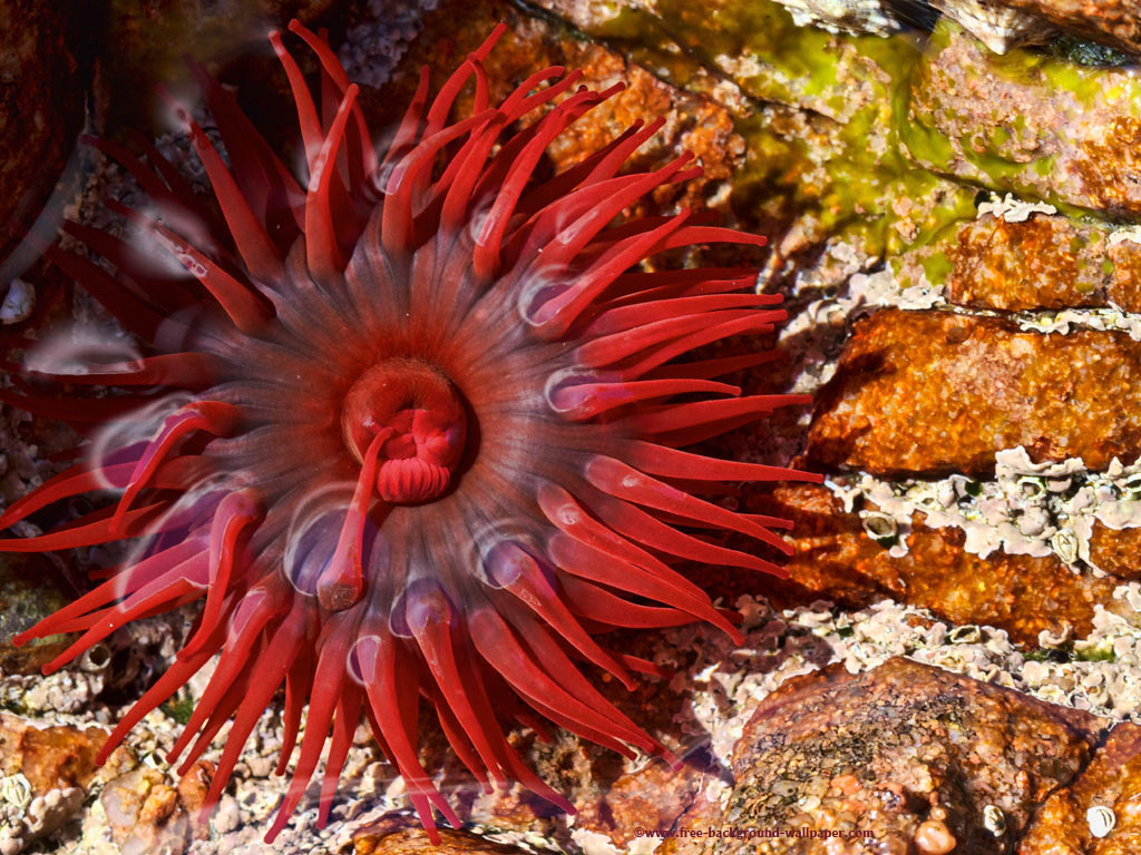 Beautiful Red Sea Anemone Background Wallpaper