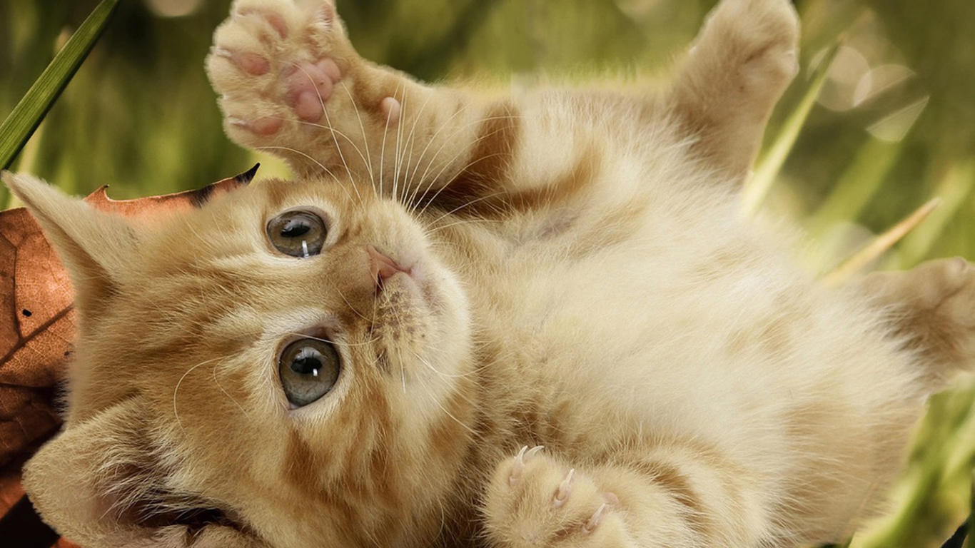 Funny Baby Cats Wallpaper