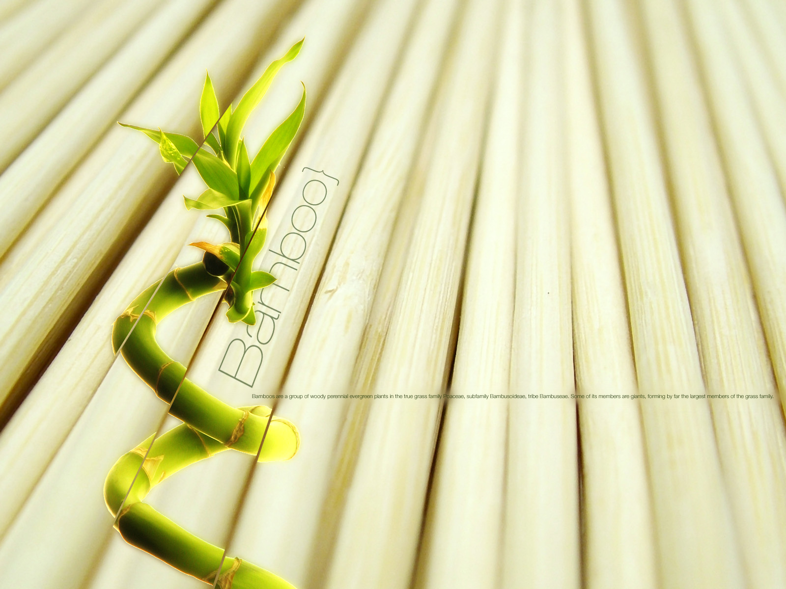 🔥 Free download Bamboo Wallpaper Bamboo Textured Wallpaper [1600x1200