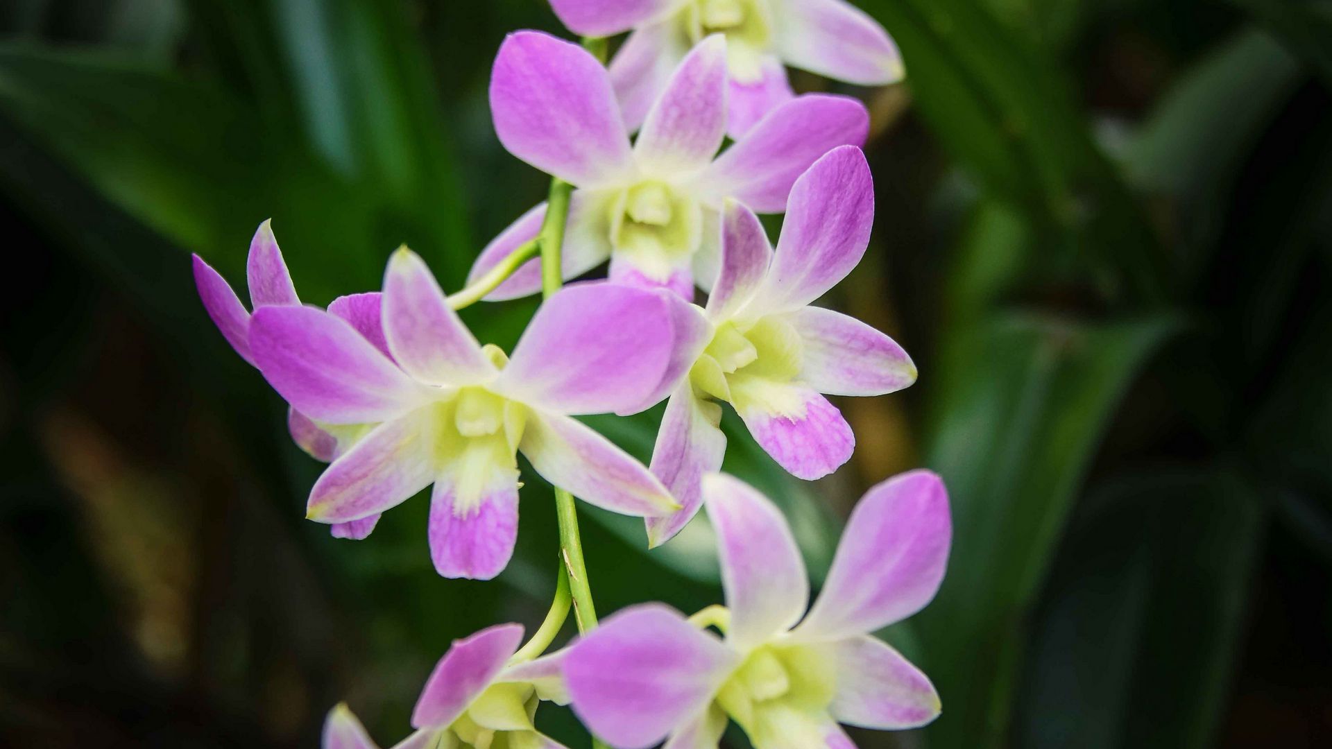 Wallpaper Singapore Orchid Flowers