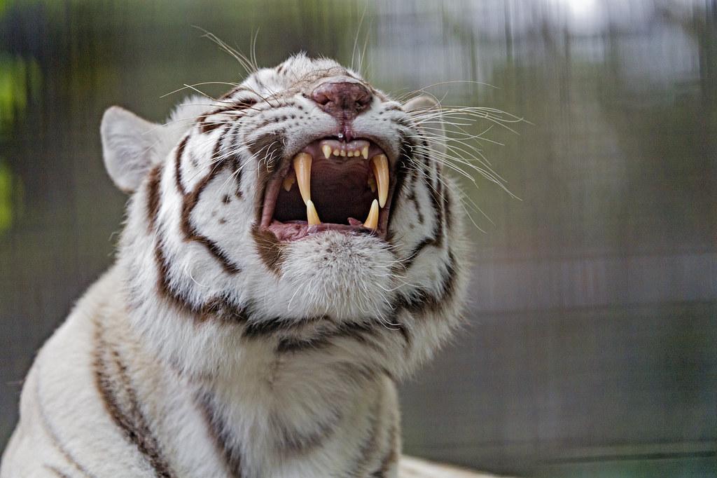 White Tiger Finishing To Yawn A Quite Funny Picture Of W