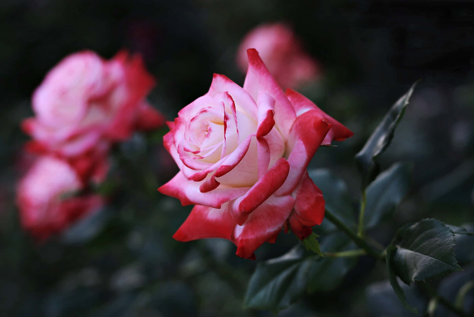 HD Rose Wallpaper