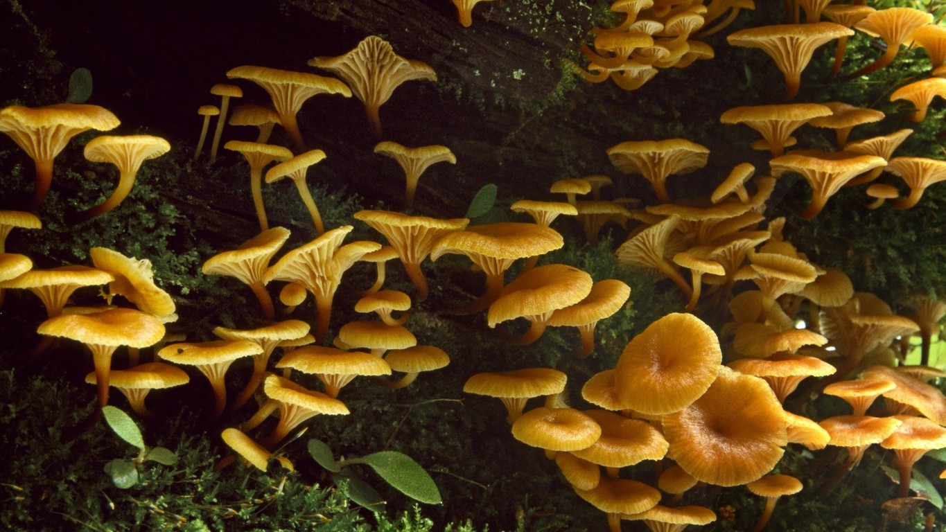 Pin Mushrooms Wallpaper