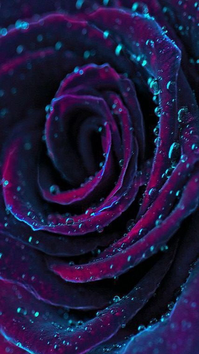 iPhone Wallpaper Purple Roses Beautiful Flowers