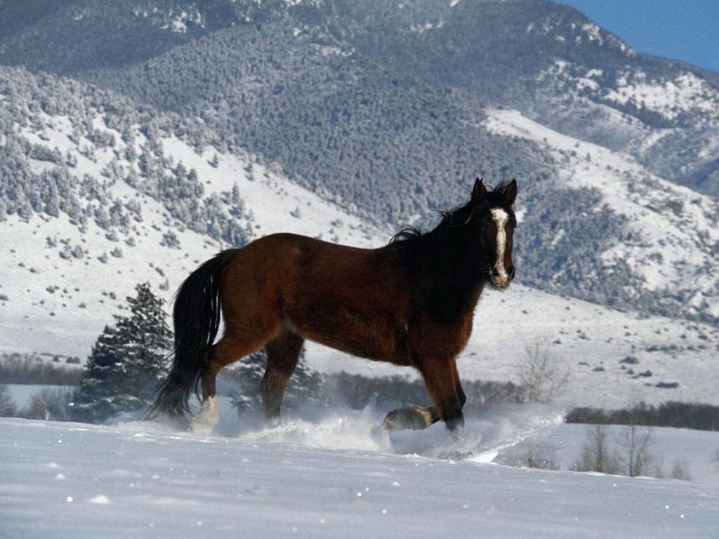 The Horse Runs In Snow Screensavers And Funny Pictures Animals