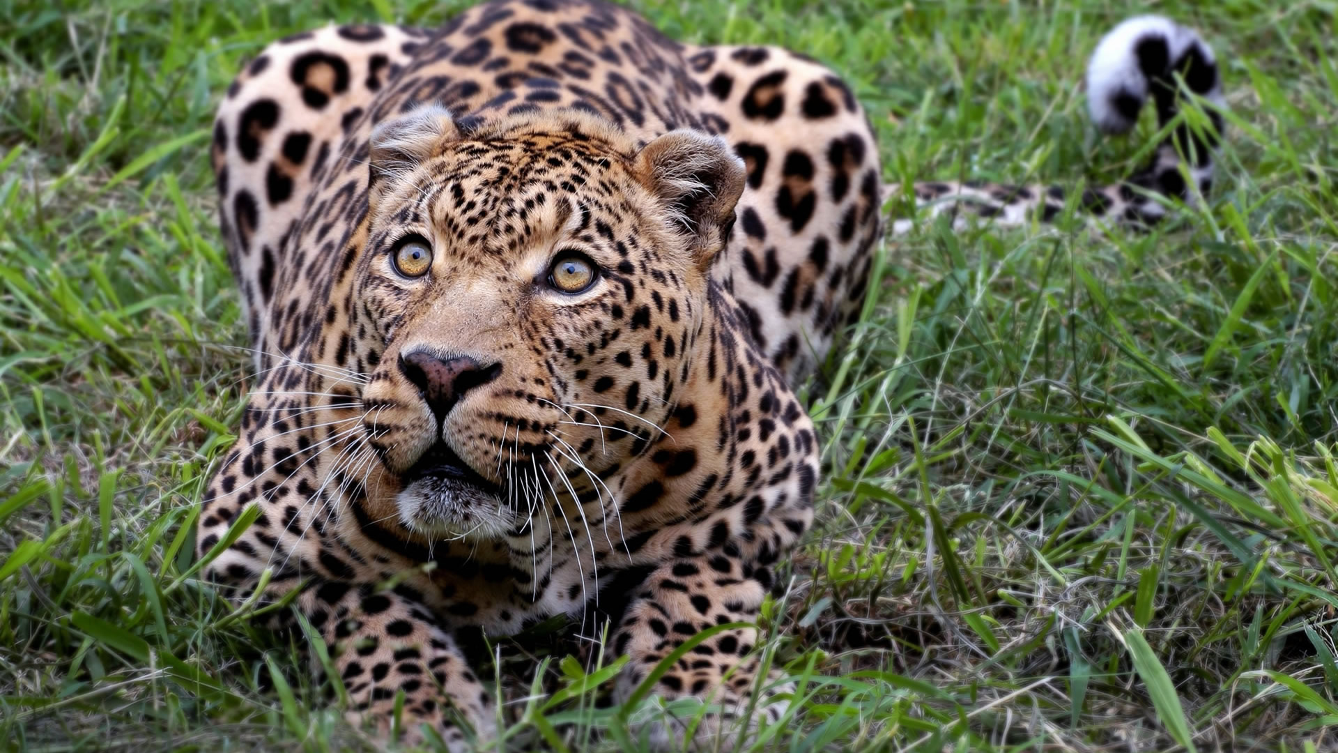 Desktop Background Wallpaper Leopard Superb Animals Jpg
