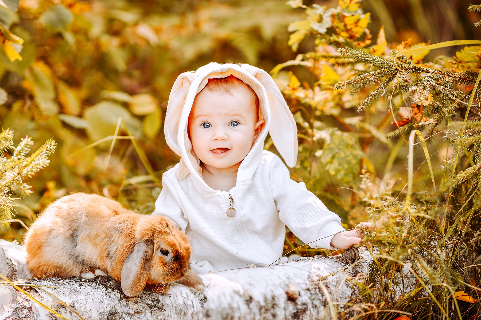 Rabbit Photography Baby HD Wallpaper