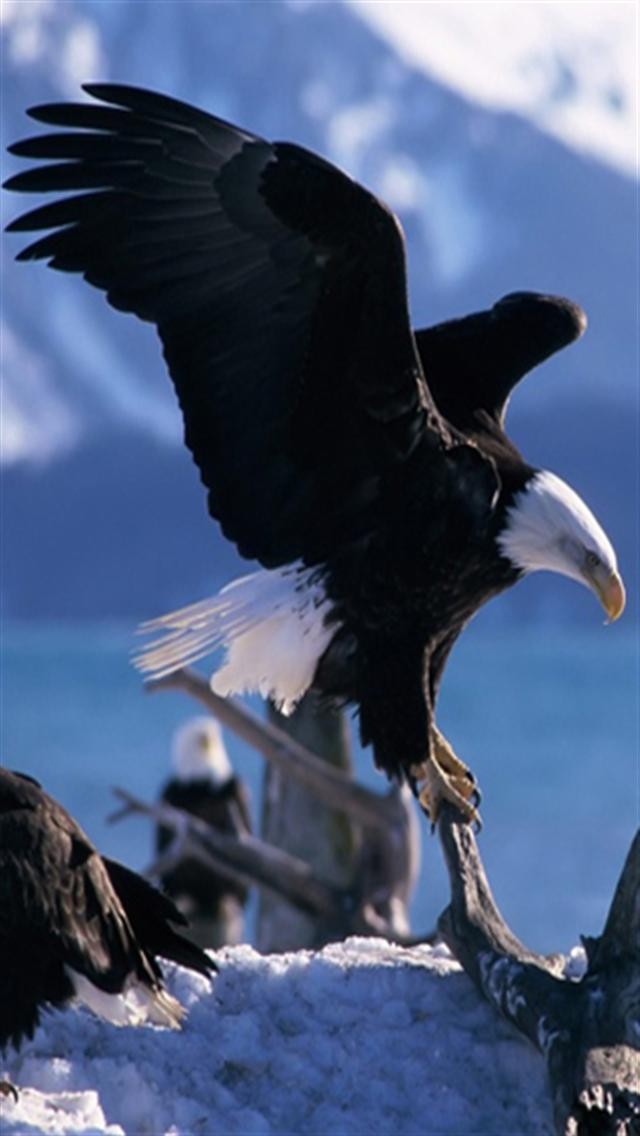 American Eagle Animal iPhone Wallpaper S 3g Car Pictures