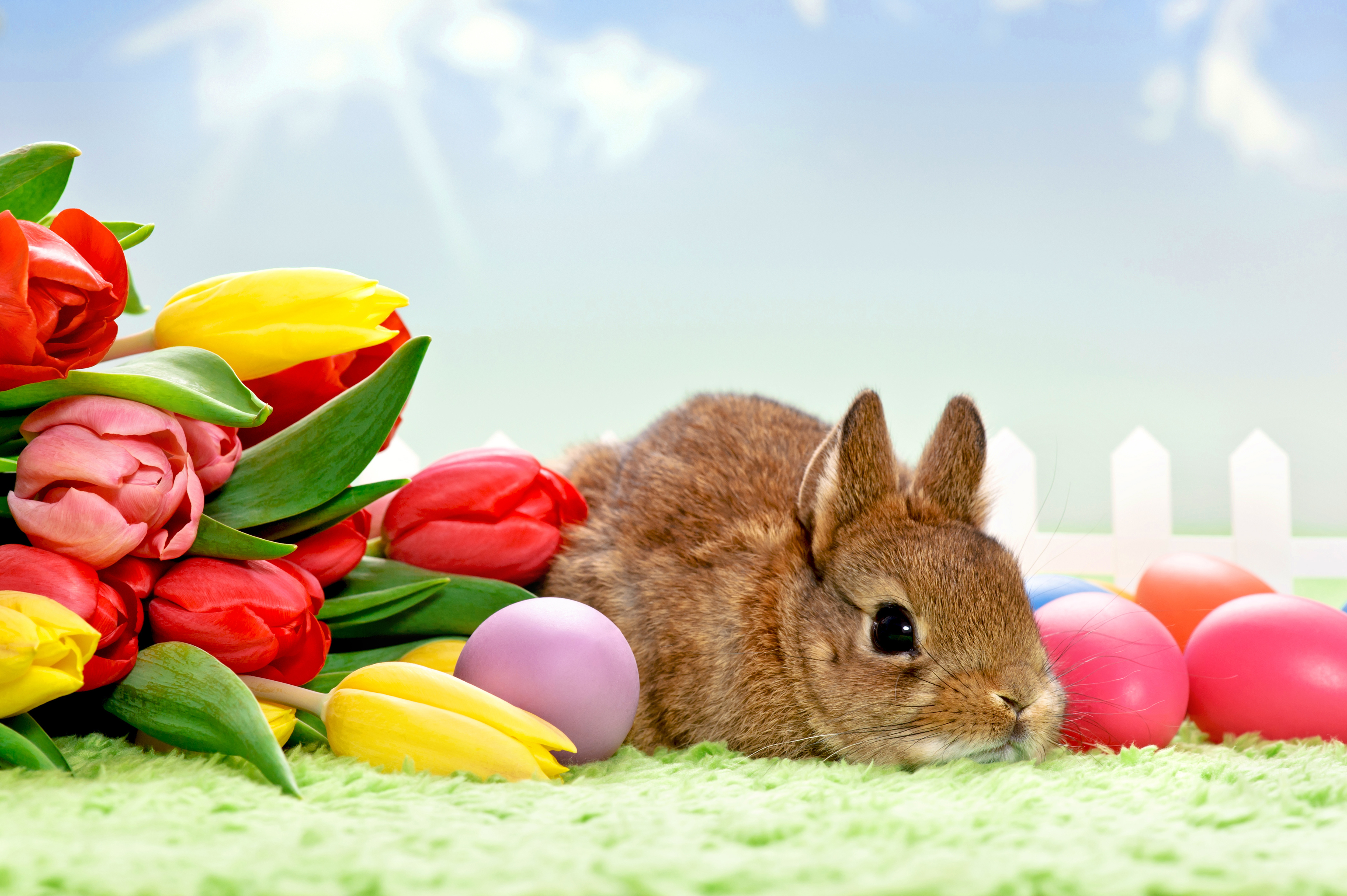 Easter Background Bunny with Tulips Gallery Yopriceville   High