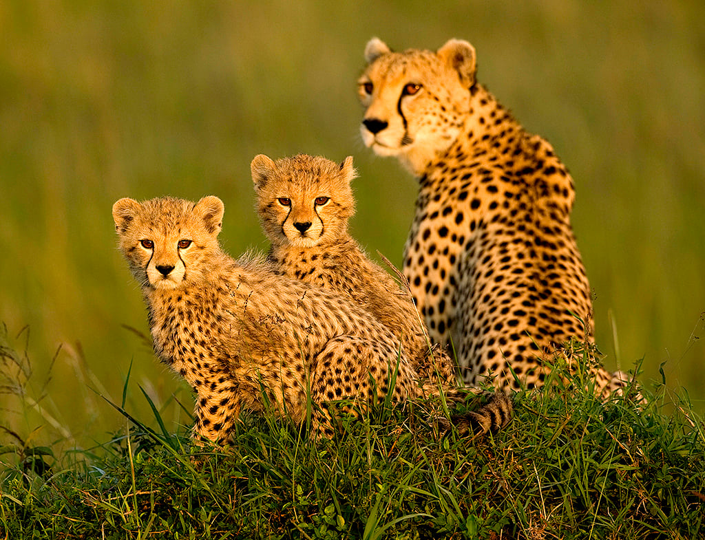 Family Free Wallpapers For Iphone Cheetah Cheetah Pictures Family