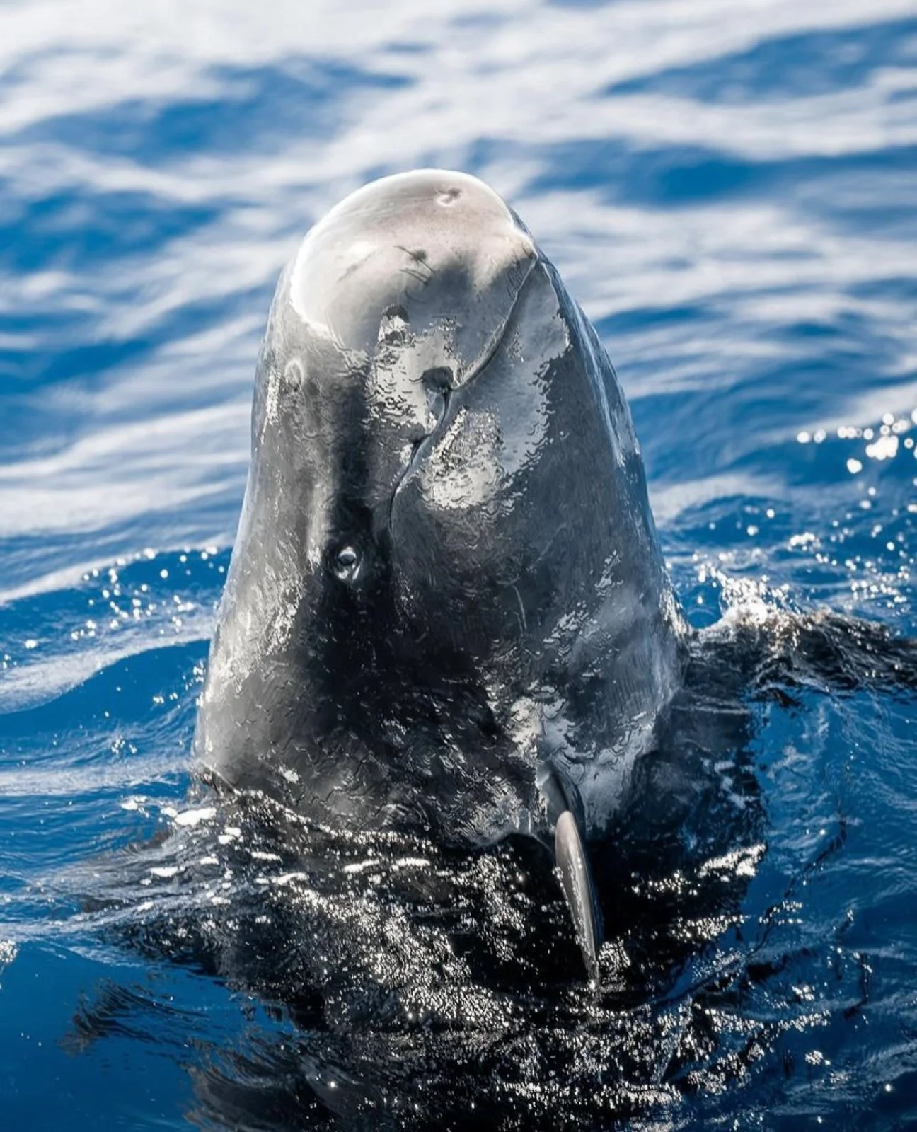 Pilot Whales Wallpaper