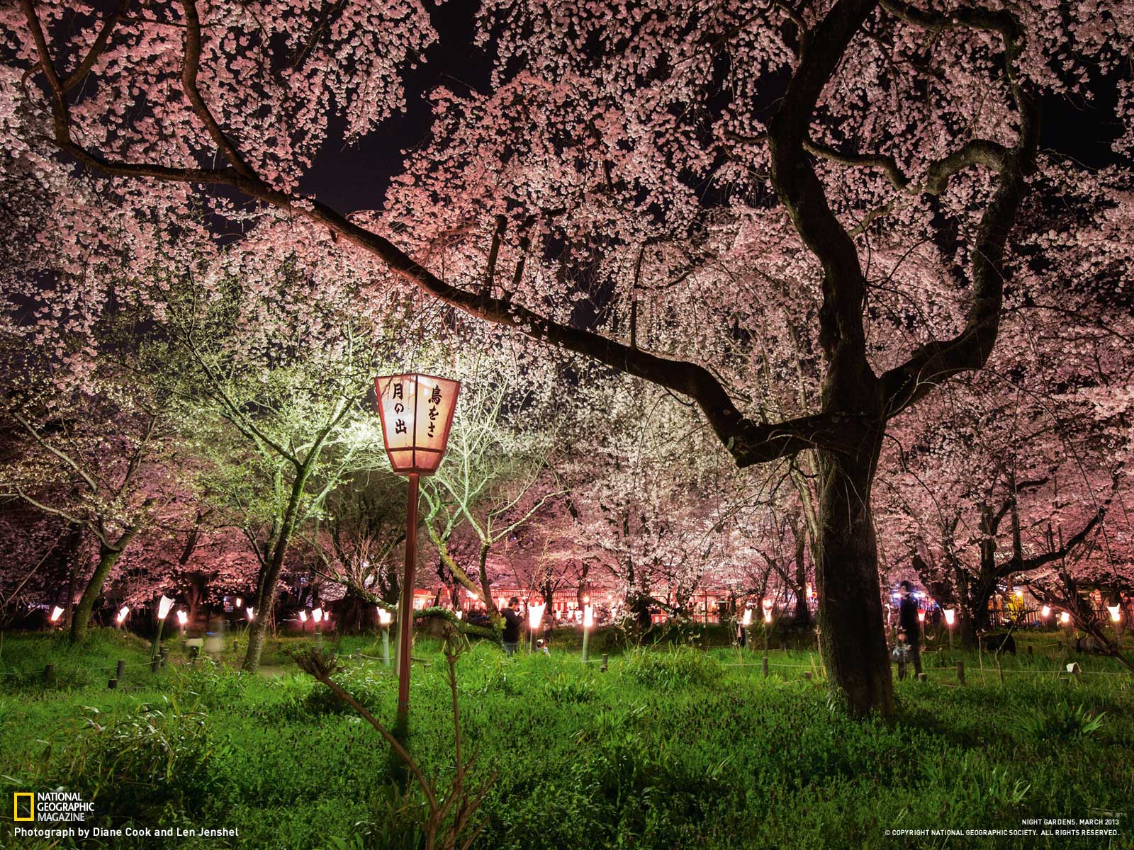 Cherry Blossom Picture Garden Wallpaper National Geographic