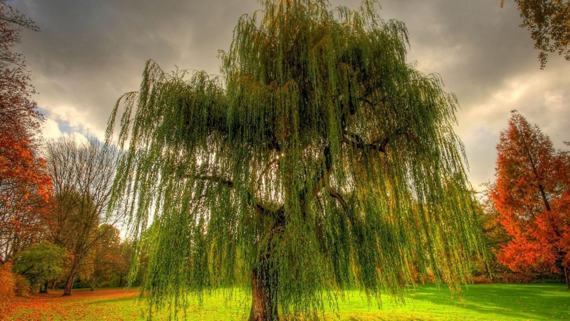 Pretty Tree Weeping Willow Wallpaper Desktop HD