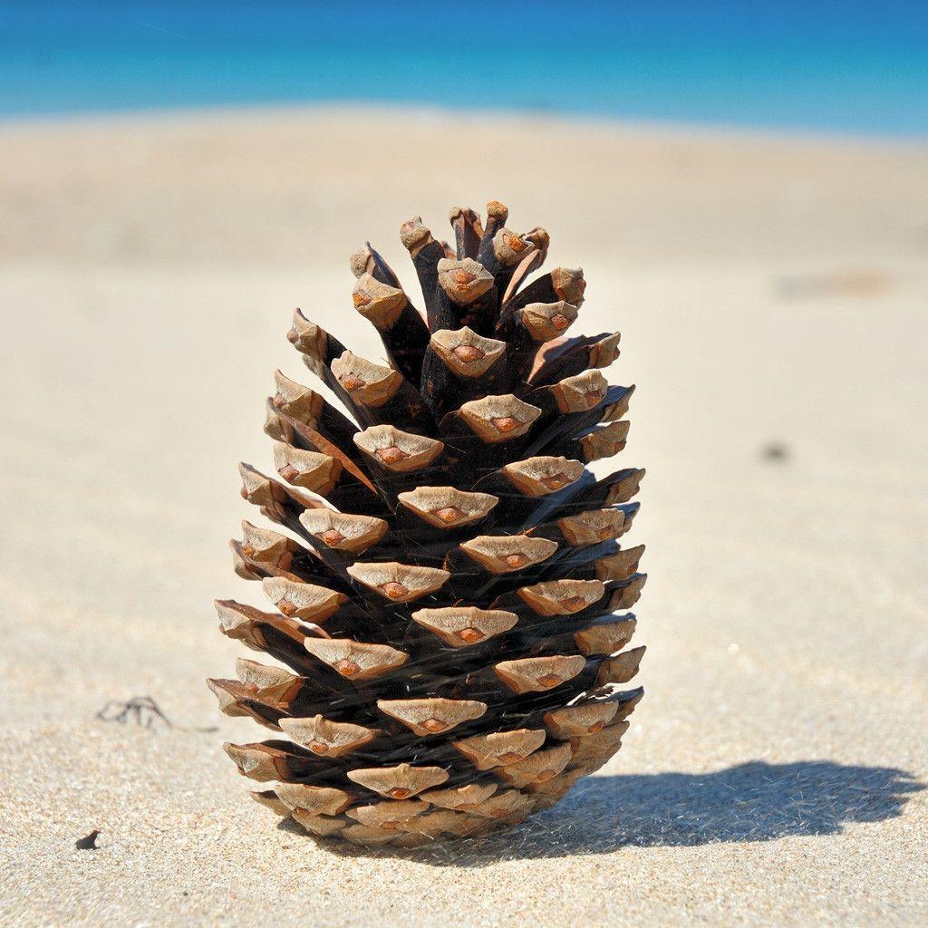 Pine Cone Wallpapers