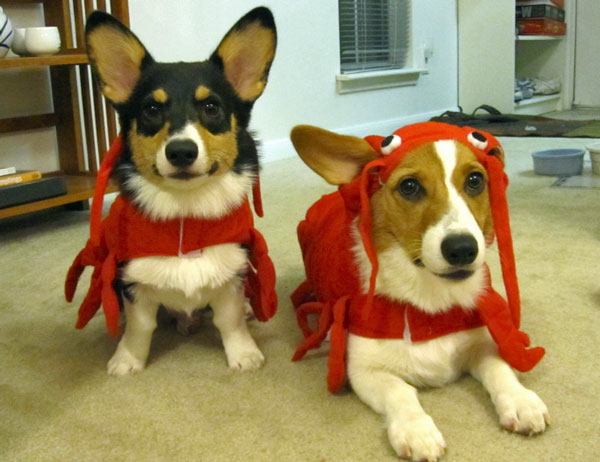 Corgi Friday Here Are Some Dogs Wearing Costumes Happy Halloween
