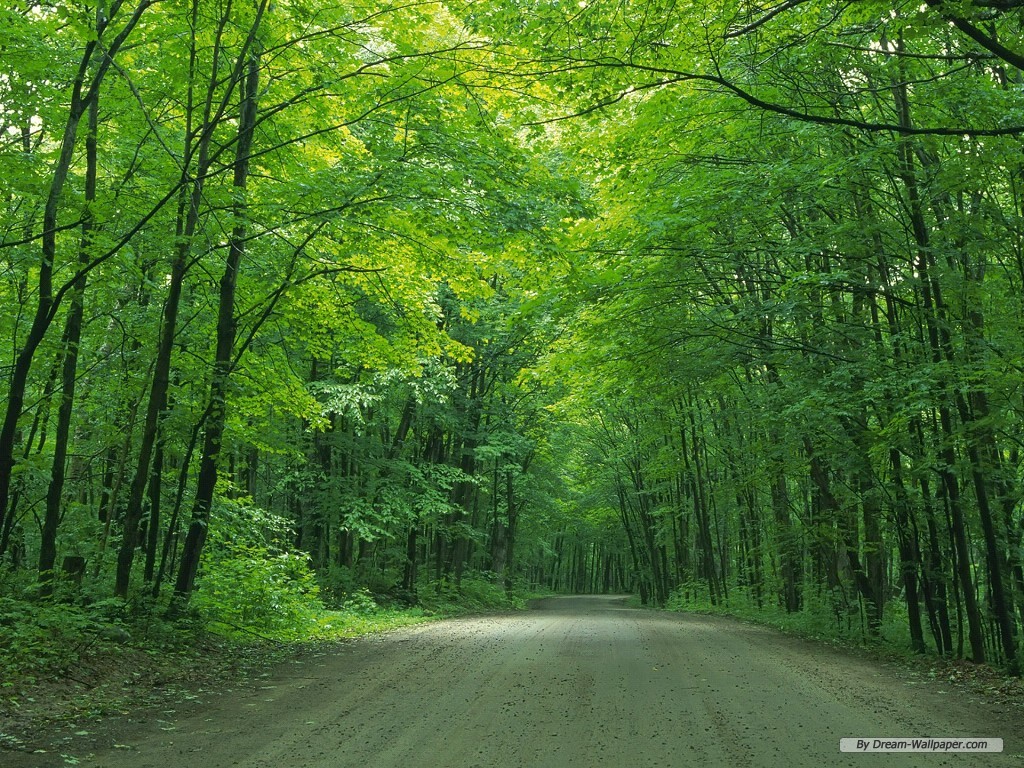 Wallpaper Nature Road