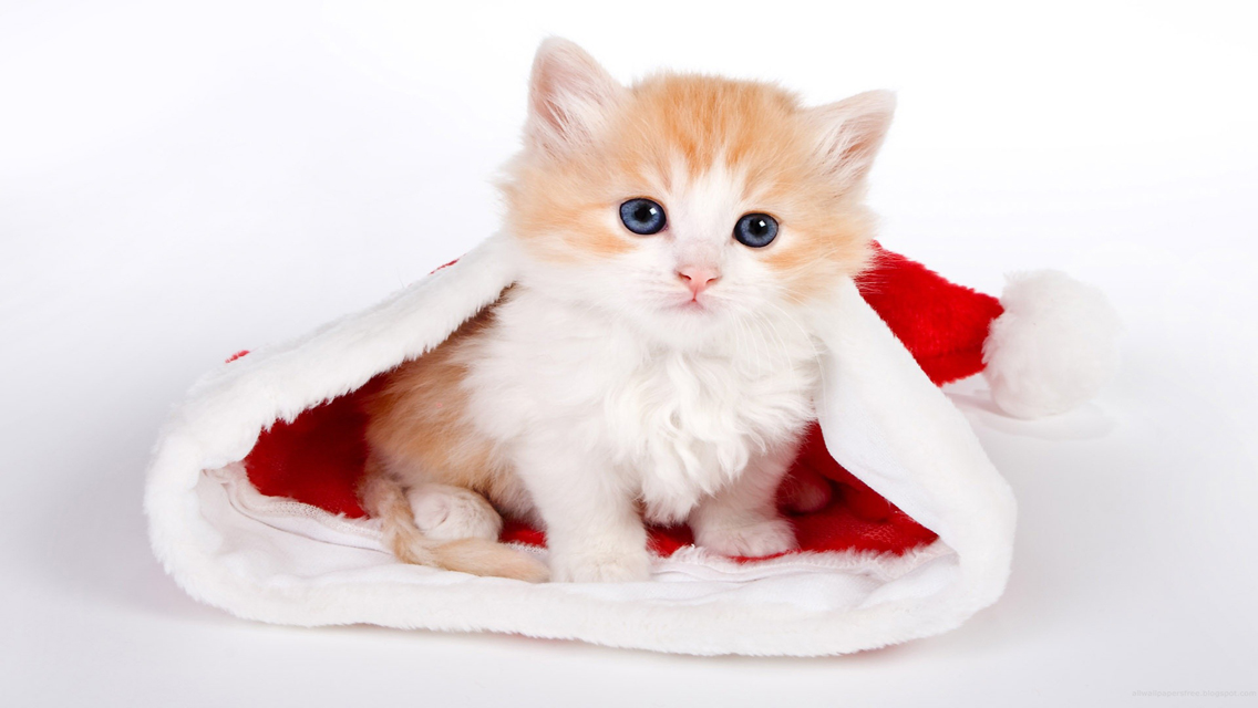 Christmas Cat Cute HD Wallpaper For
