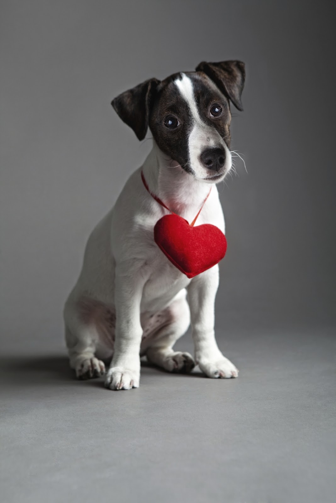 Jack Russell Terrier With Heart Photo And Wallpaper Beautiful