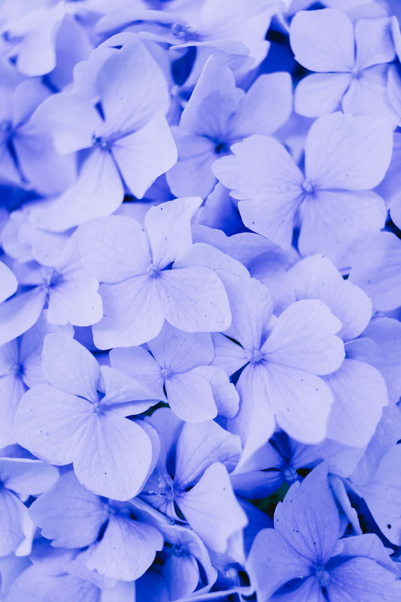 Flower Phone Wallpaper
