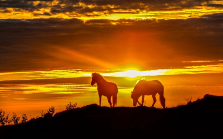 Horses At Sunset Sunsets Nature Background Wallpaper