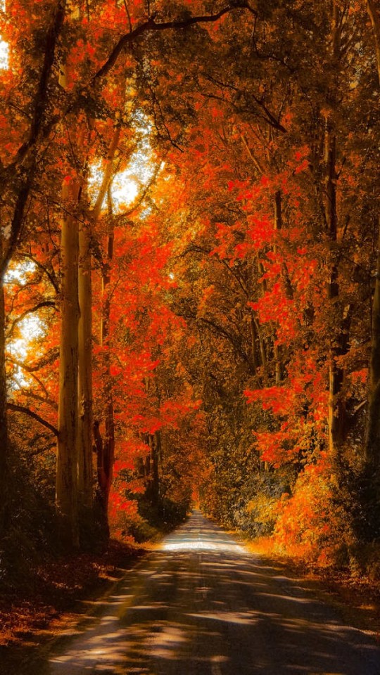 Red Maple Forest Autumn Wallpaper iPhone