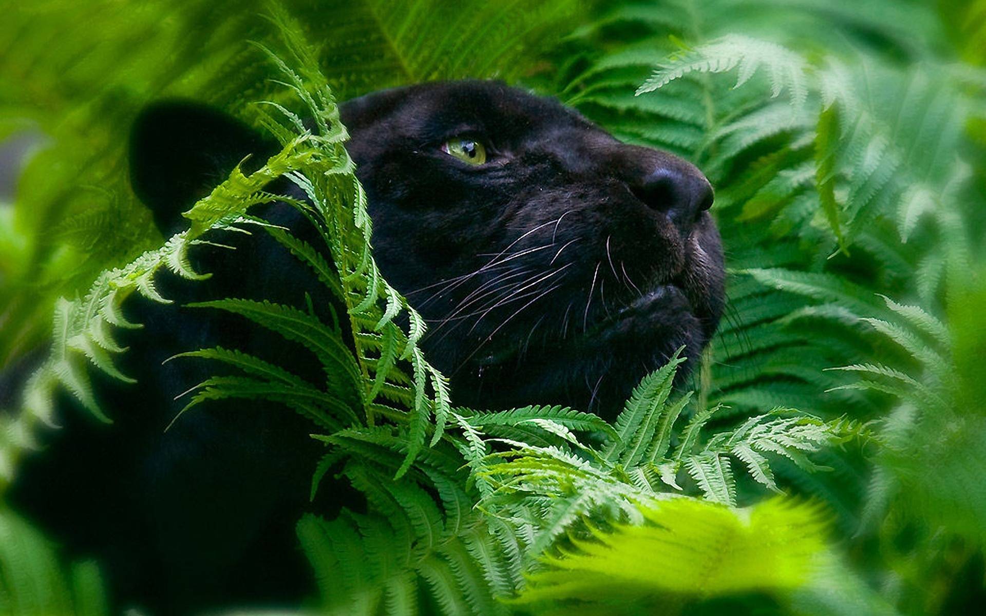 Big Cats Wallpaper Tags Panther The Leaves